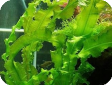 Aponogeton decaryi