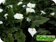 Zantedechia aethiopica