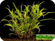 Hygrophila lacustris