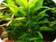 Nomaphila stricta