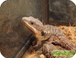 Teratoscincus keyzerlingii