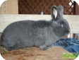 Венский голубой кролик (Vienna Blue rabbit)