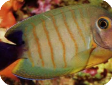 Acanthurus tristis 