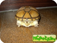Kinosternon flavescens 
