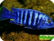 Labidochromis freibergi