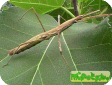 Medaura jobrensis 