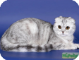 Шотландская вислоухая кошка
