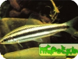 Leporinus arcus