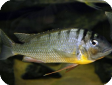 Limnotilapia dardennii