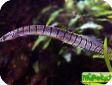 Macrognathus zebrinus