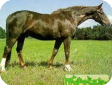 Мекленбургская (Mecklenburg)