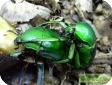 Dicronorrhina micans 