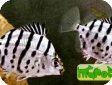 Selenotoca multifasciata