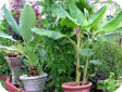 Musa