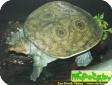 Nilssonia formosa (Красивый трионикс)