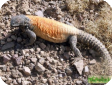 Uromastyx asmussi (Шипохвост иранский)