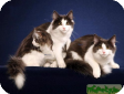 Норвежская лесная кошка