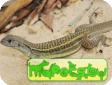 Клонированные ящерицы