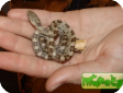 Elaphe obsoleta deckerti  