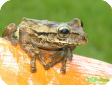 Osteopilus vastus