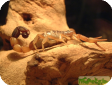 Parabuthus leiosoma