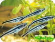 Pareutropius buffei