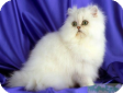 Персидская кошка