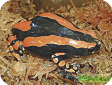 Phrynomerus bifasciatus