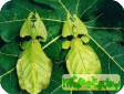 Phyllium crurifolium 