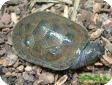 Erymnochelys madagascariensis 