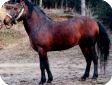 Боснийский пони (The Bosnian pony)