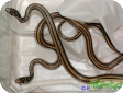 Xenochrophis vittatus