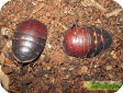Polyphaga obscura (Таракан черепашка)