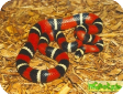 Lampropeltis triangulum oligozona