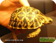 Psammobates oculiferus (Зубчатая) 