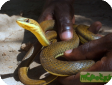 Psammophis orientalis