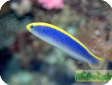 Pseudochromis flavivertex