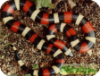 Lampropeltis triangulum arcifera