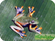 Rhacophorus reinwardti