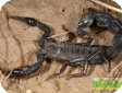 Hottentotta zagrosensis