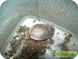 Eugaula capucina (Капуциновый таракан)