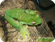 Rhacophorus prominanus