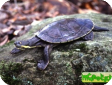 Phrynops dahli (Колумбийская лягушковая, Каррачина)