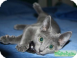 Русская голубая кошка