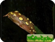 Hyperolius cf. pictus  