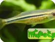 Chela dadiburjori