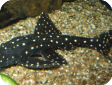 Acanthicus adonis