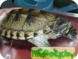 Staurotypus triporcatus (Крестогрудая, Обыкновенный стауротип, Хуау) 