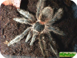 Lasiodora striatipes  