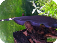 Apteronotus albifrons